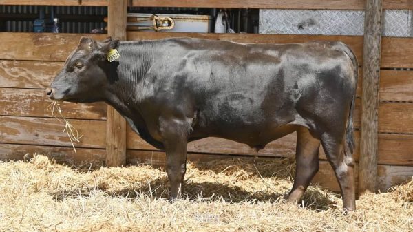 KPWF23U0932-White-Point-Wagyu-Premium-Wagyu-Beef