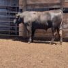 944