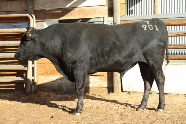 Photo of KPWF22T0901 White Point Wagyu Bull
