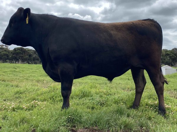 White Point Wagyu Bull BDWF22T0059