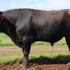 White Point Wagyu Bull IGWFS0221