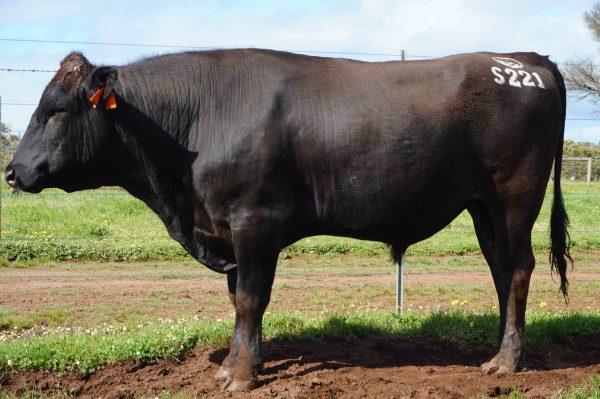 White Point Wagyu Bull IGWFS0221
