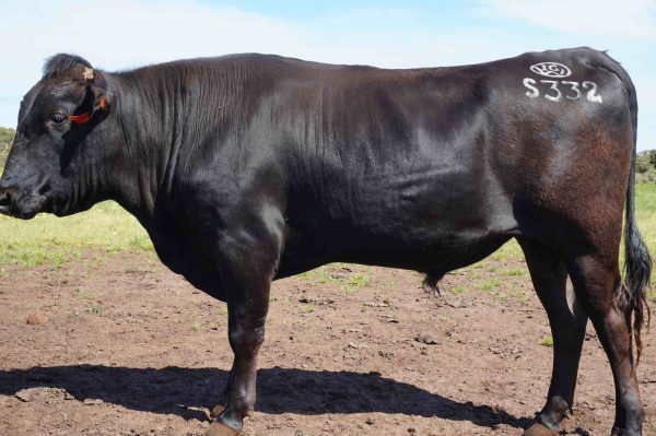 White-Point-Wagyu-IGWFS0332