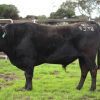 White Point Wagyu Bull Sire IGWFS0332