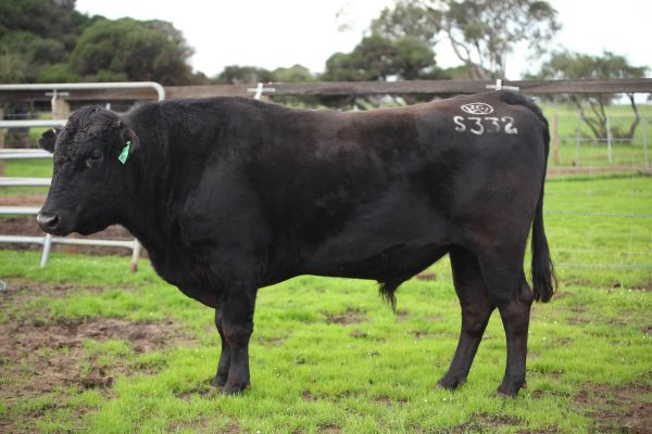 White Point Wagyu Bull Sire IGWFS0332