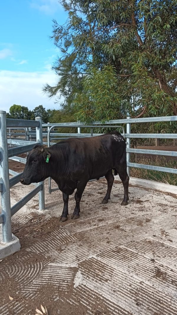 White-Point-Wagyu-332