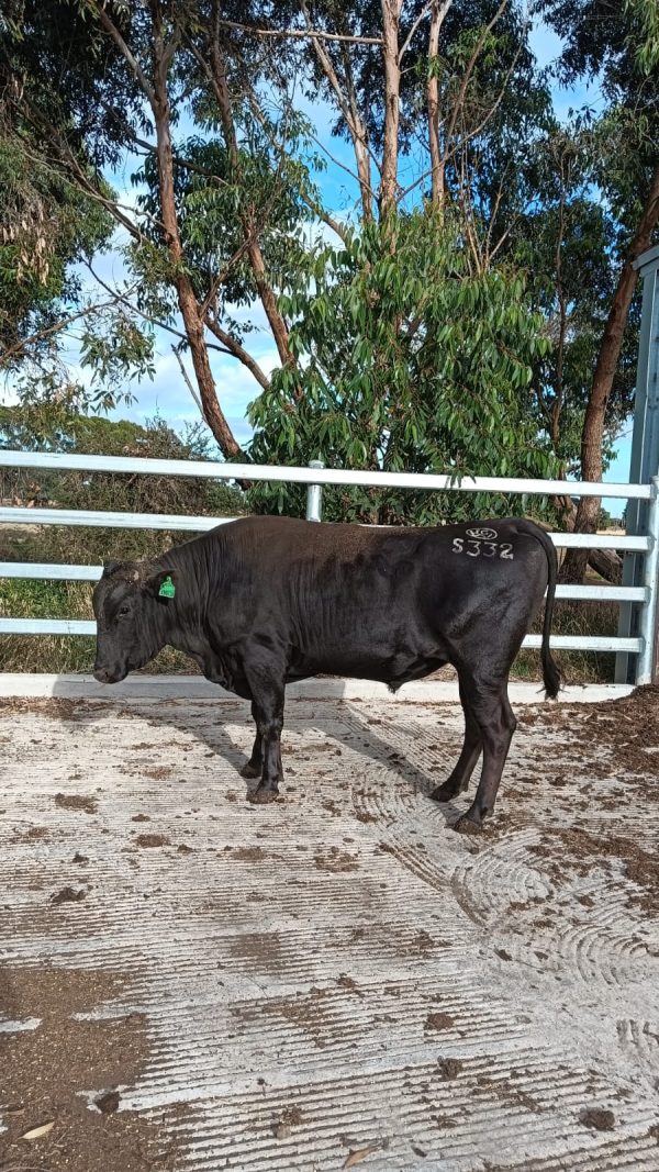 White-Point-Wagyu-332