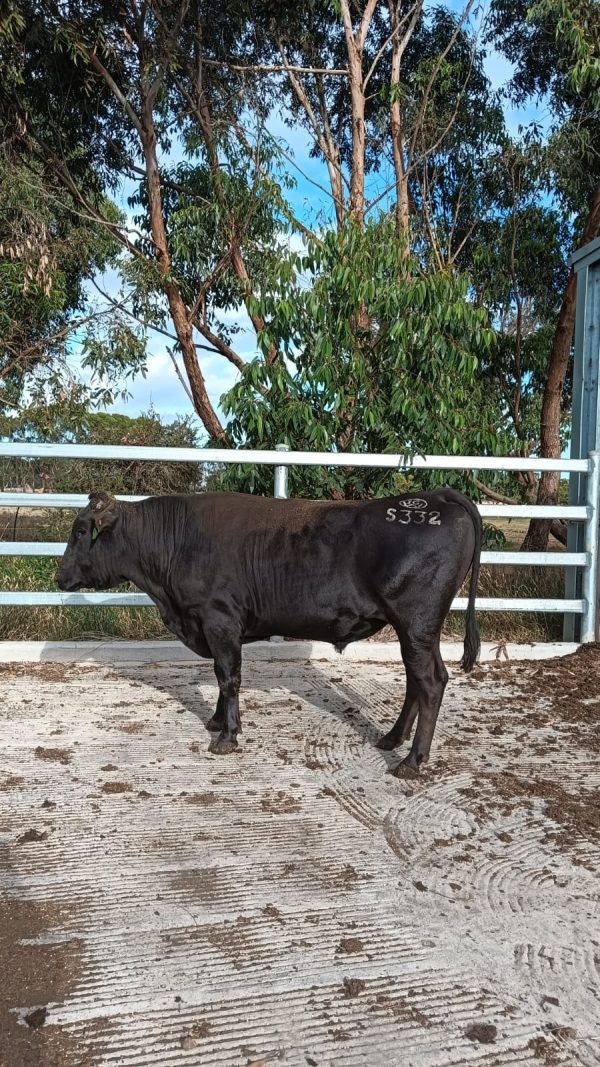 White-Point-Wagyu-332