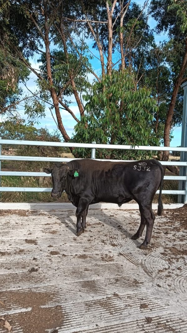 White-Point-Wagyu-332