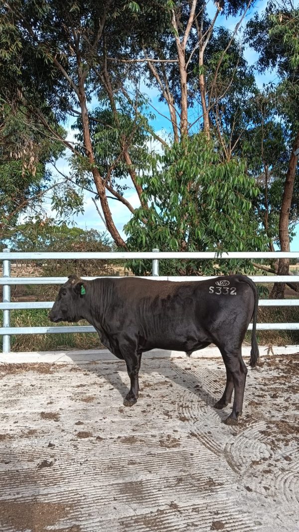 White-Point-Wagyu-332