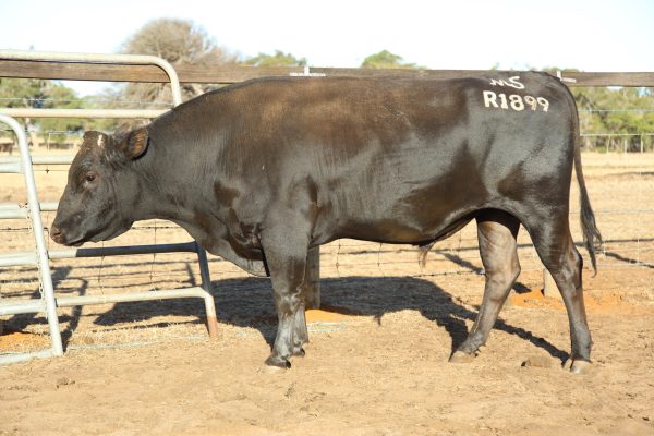 Photo of R1899 White Point Wagyu Bull